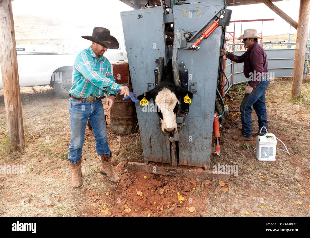 WY04107-00...WYOMING - Barry Cargo place des étiquettes d'oreille sur une vache, Willow Creek Ranch. Banque D'Images
