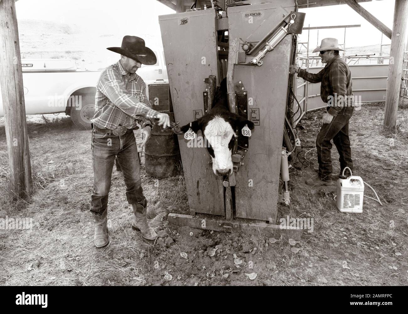 WY04107-00-BW...WYOMING - Barry Cargo place des étiquettes d'oreille sur une vache, Willow Creek Ranch. Banque D'Images