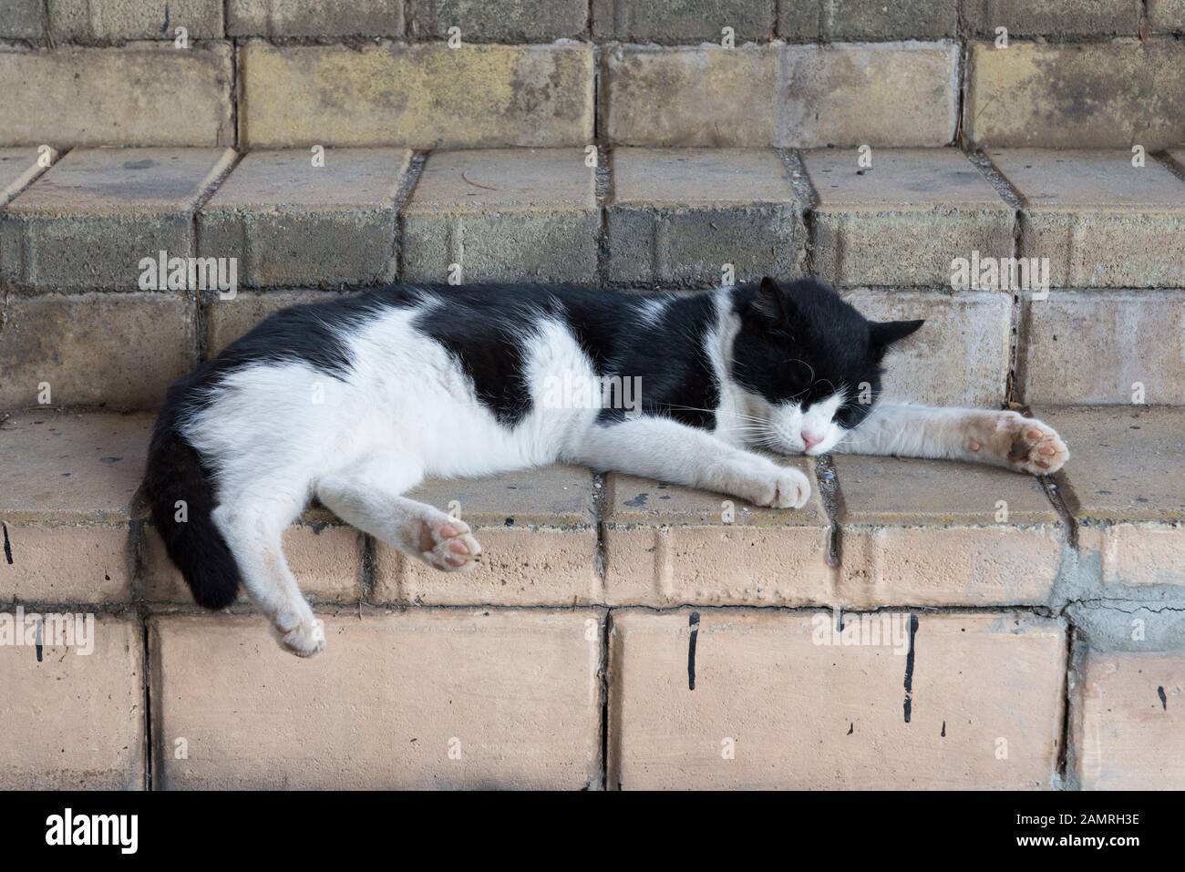 Chat errant dormant sur les escaliers en pierre Banque D'Images