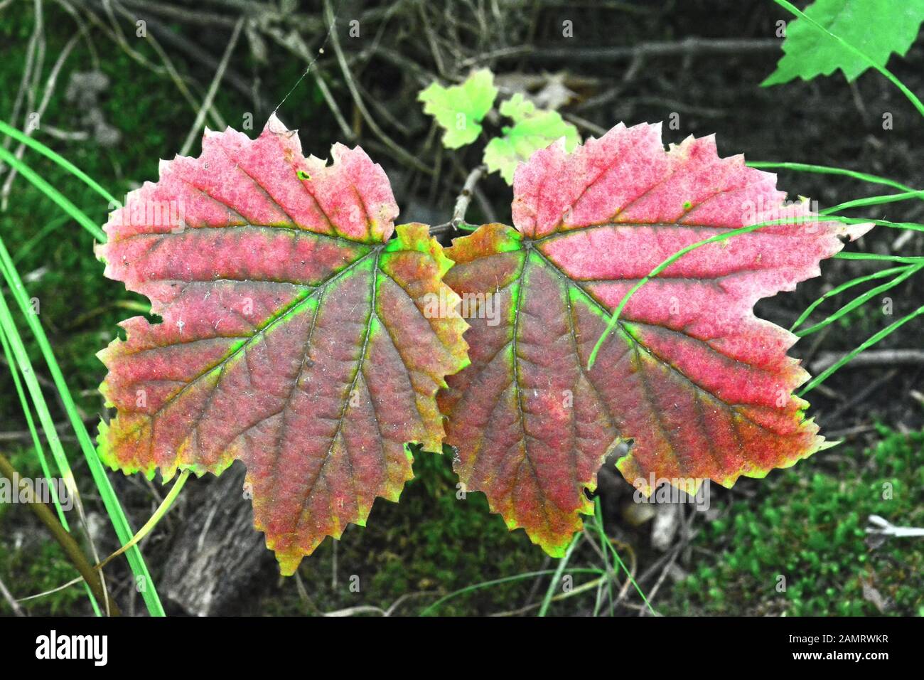 Deux feuilles au début de l'automne, en Amérique du Nord Banque D'Images