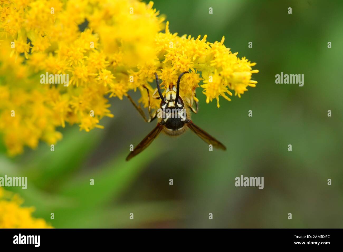 Wasp se nourrissant de pollen Banque D'Images