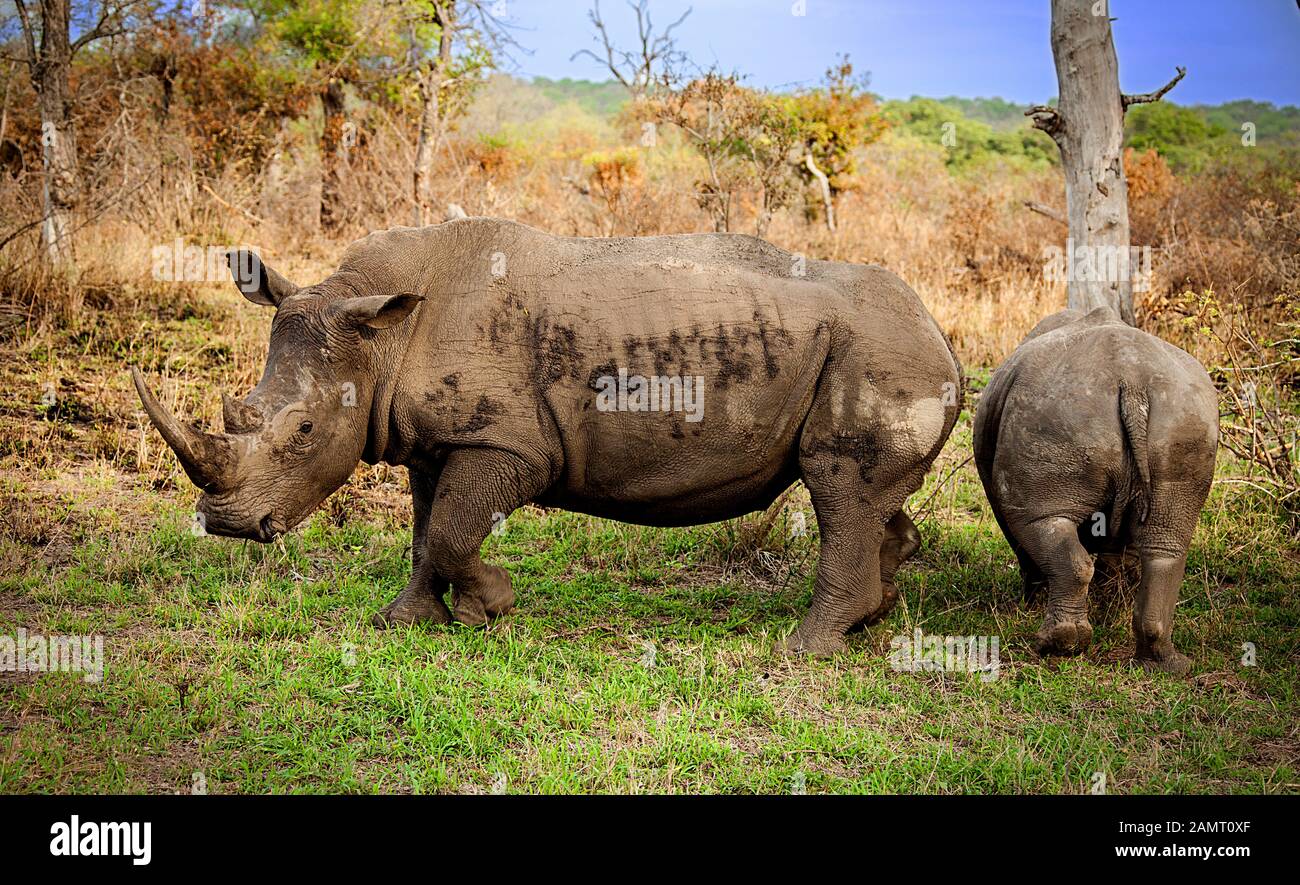Deux rhinocéros africains se délaissent dans une réserve de jeux en Afrique du Sud. Banque D'Images