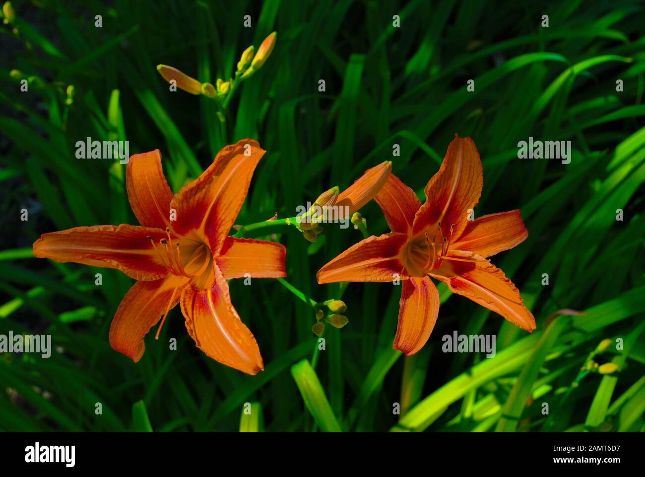 Hémérocalle Orange (Hemerocallis fulva) prises au sentier Bruce, Milton ON, CA Banque D'Images