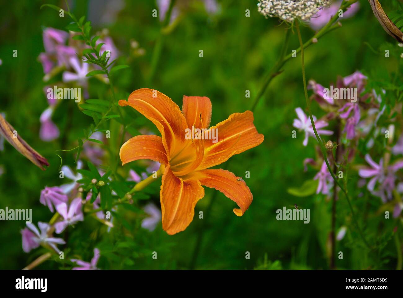 Hémérocalle Orange (Hemerocallis fulva) prises à Innisfil, Ontario CA Banque D'Images