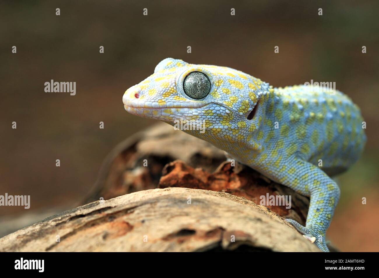 Gros plan sur un gecko albino Tokay, Indonésie Banque D'Images