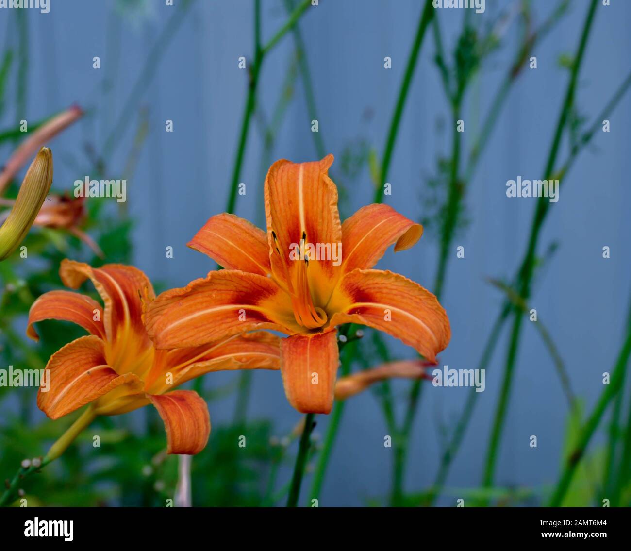 Hémérocalle Orange (Hemerocallis fulva) prises à Innisfil, Ontario CA Banque D'Images