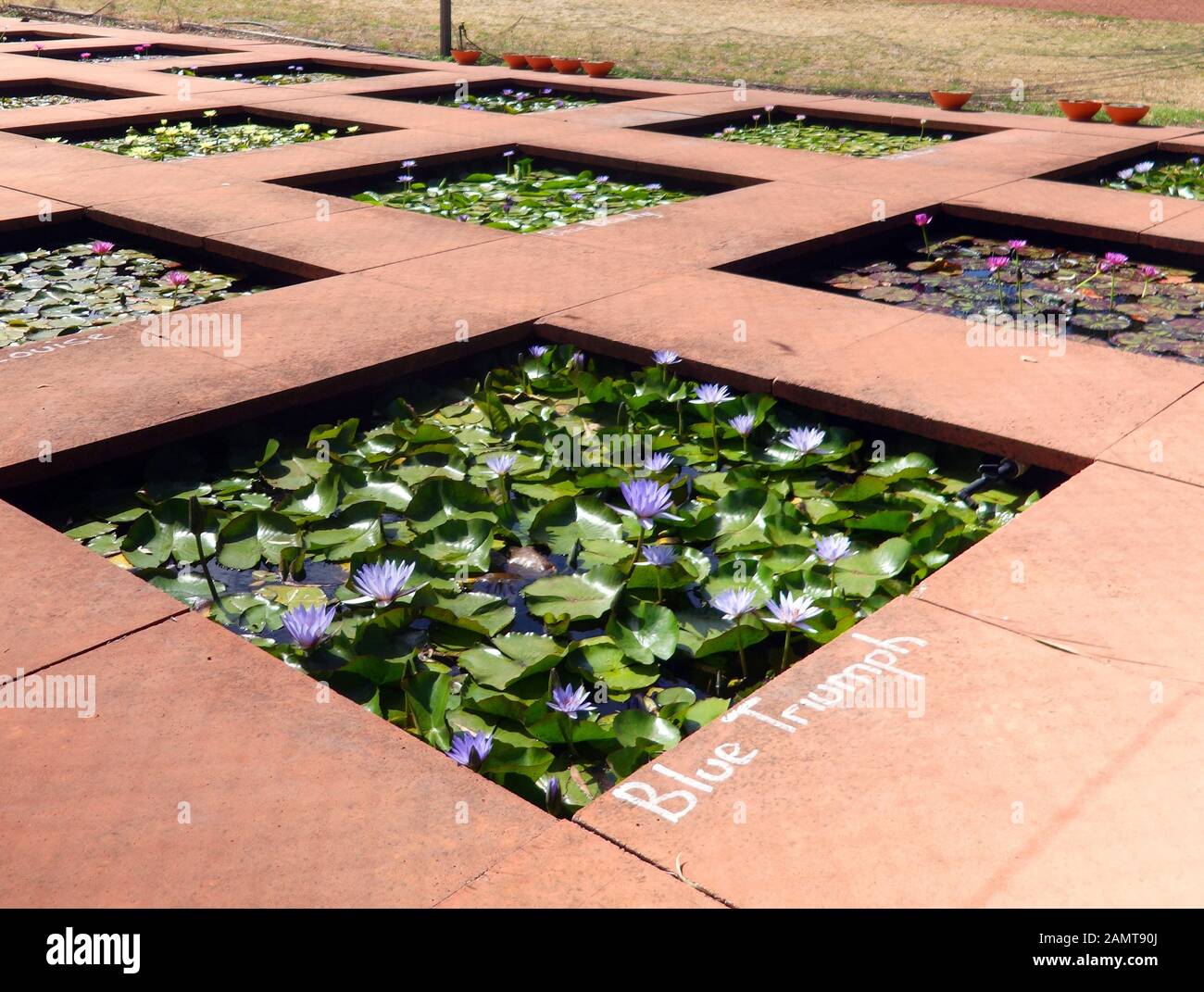 Water Lily farm, Swan Valley, Perth, Australie occidentale. Pas de PR Banque D'Images