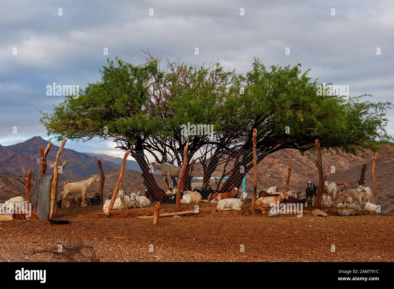Chèvres sur un corral fait de mailles de fil sur la région de la Puna Banque D'Images