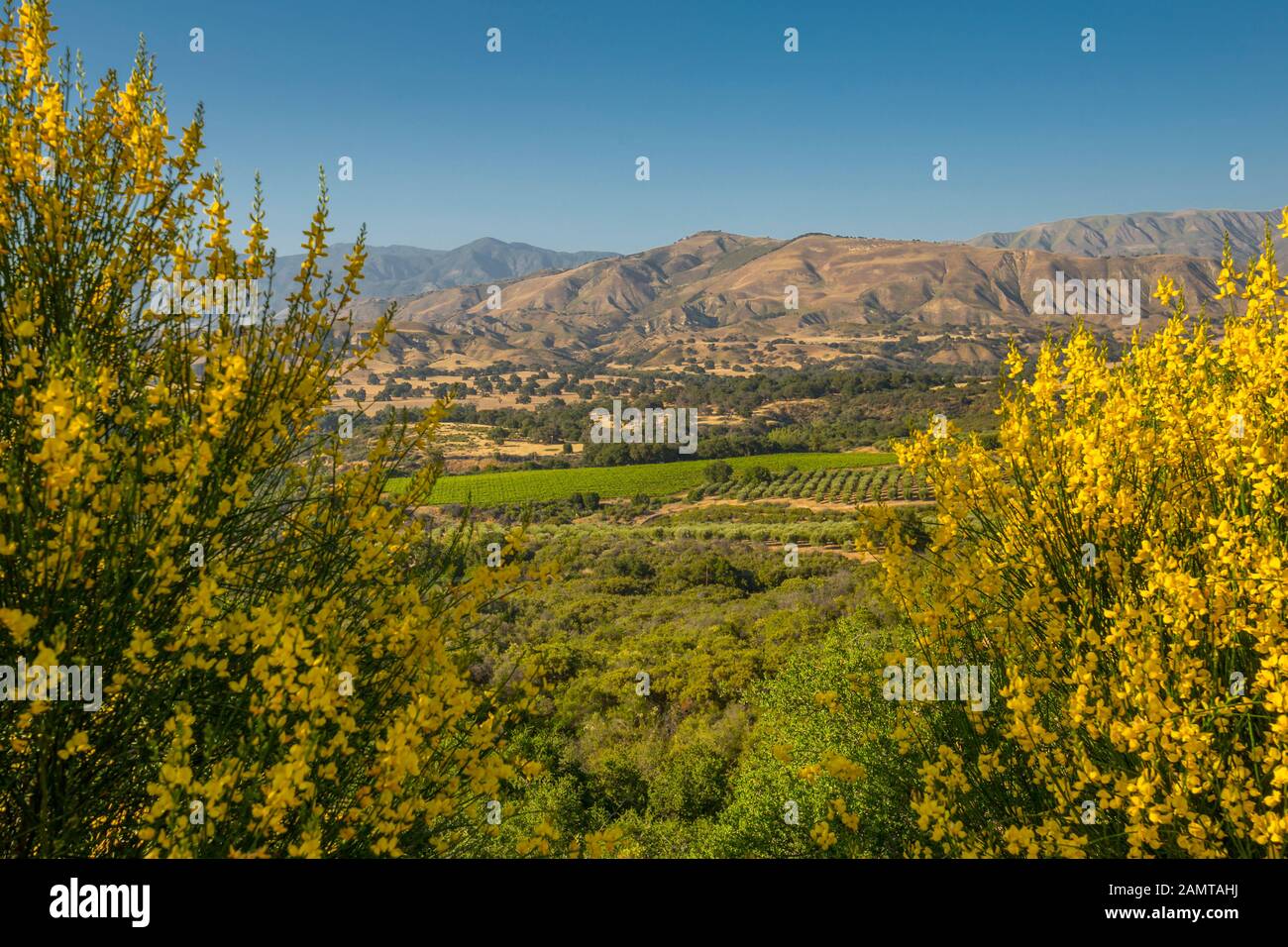 Montagnes et la flore en campagne, Santa Barbara, Santa Barbara County, Californie, États-Unis d'Amérique, Amérique du Nord Banque D'Images