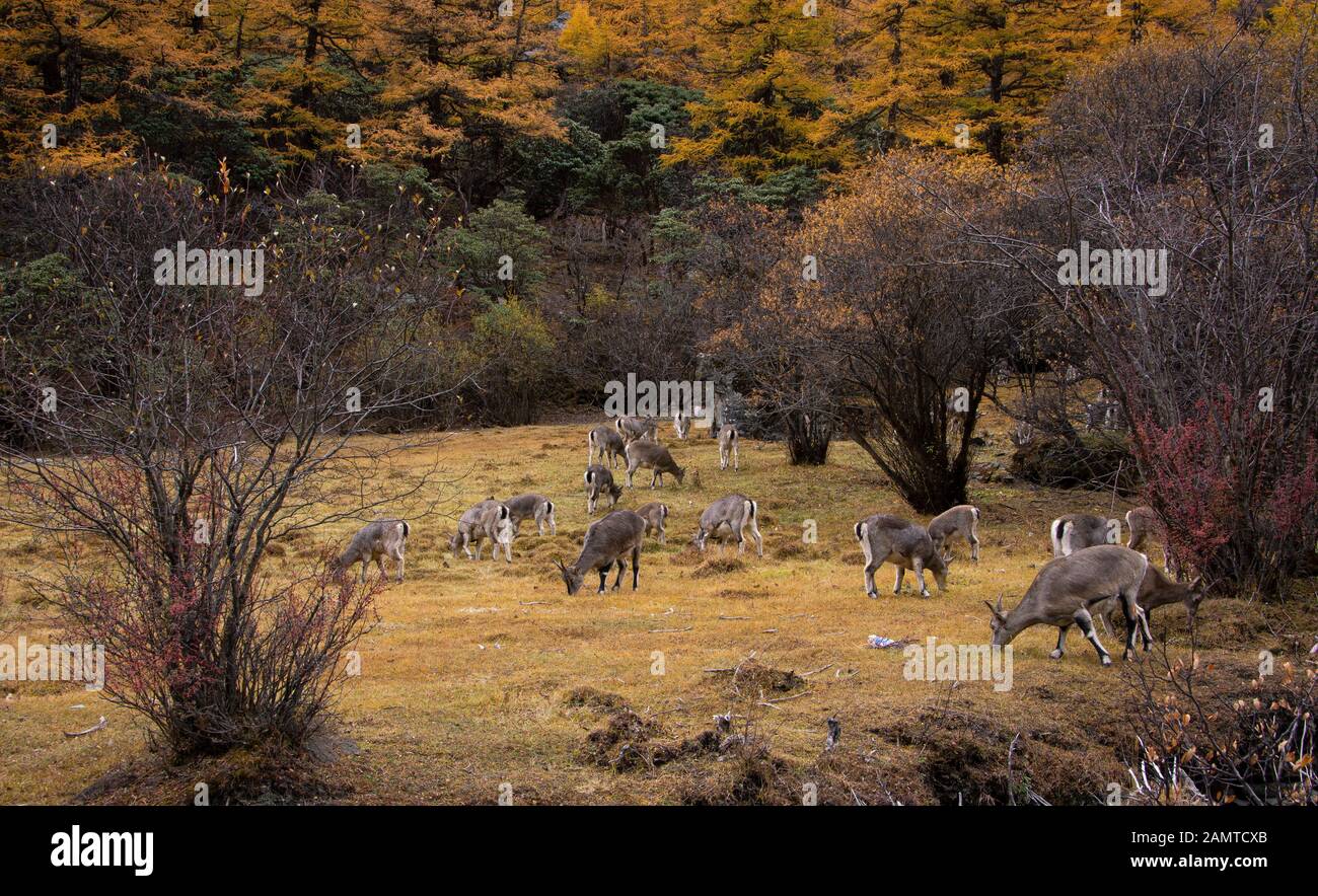 Chèvres pacage dans le paysage rural, Yading National Reserve, Daocheng County, Sichuan, Chine Banque D'Images
