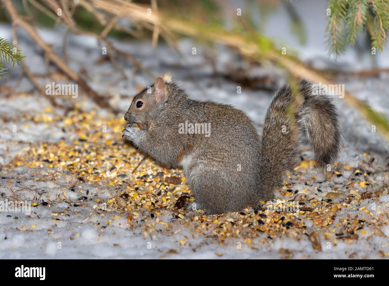 L'écureuil. L'écureuil gris dans la neige à la recherche pour les semences sous le convoyeur Banque D'Images
