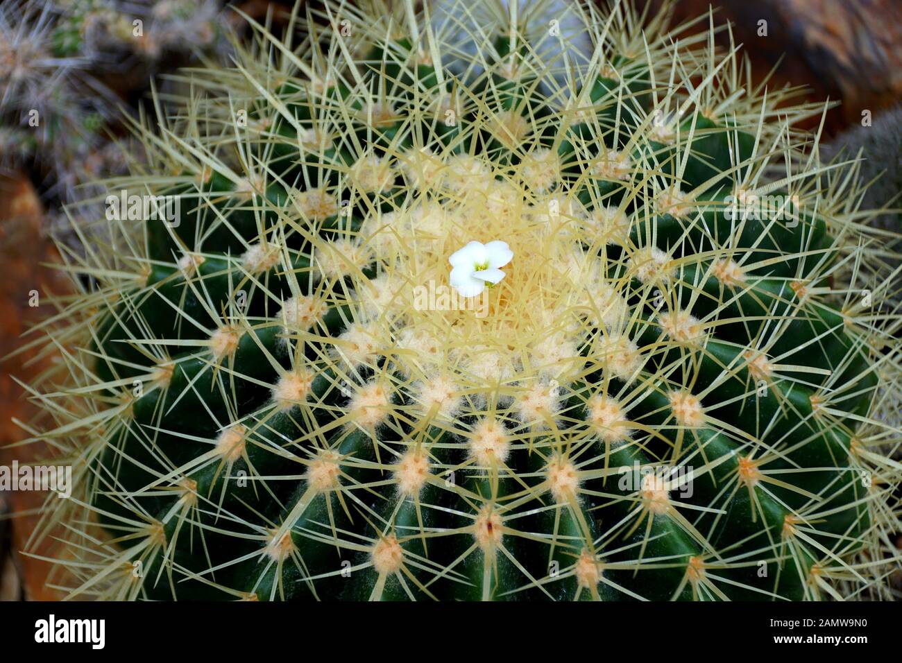 Un grand Cactus de boule d'or Banque D'Images