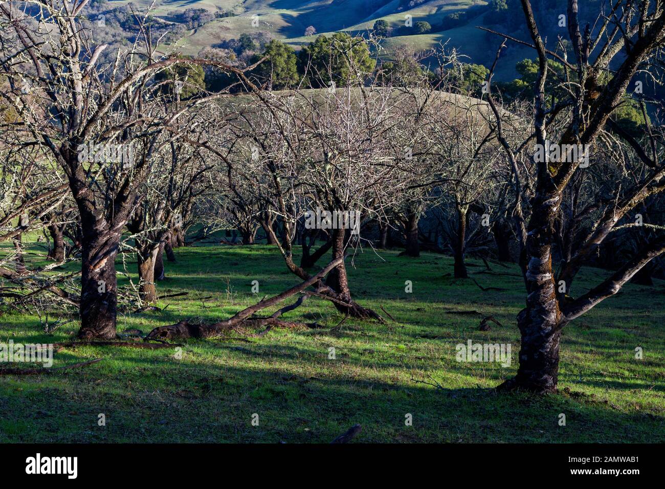 Verger mort le long de la piste de Chama dans les parcs régionaux de East Bay Réserve régionale du territoire de Morgan. Banque D'Images