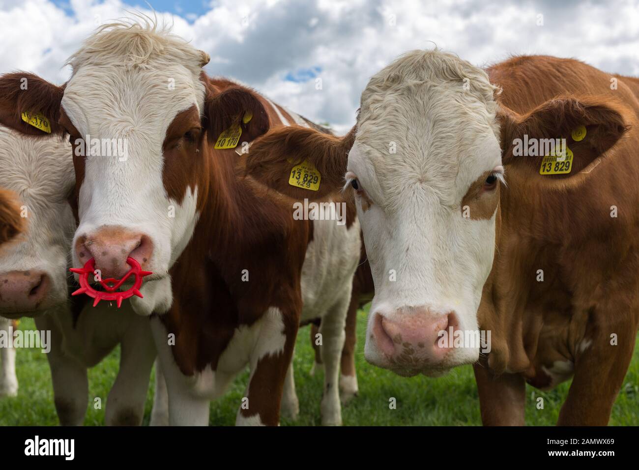 Gros plan sur deux vaches laitières bavaroises de couleur marron et blanche faisant face à la caméra. Les deux avec des marques d'oreille, l'une avec un anneau de nez en plastique rouge. Banque D'Images