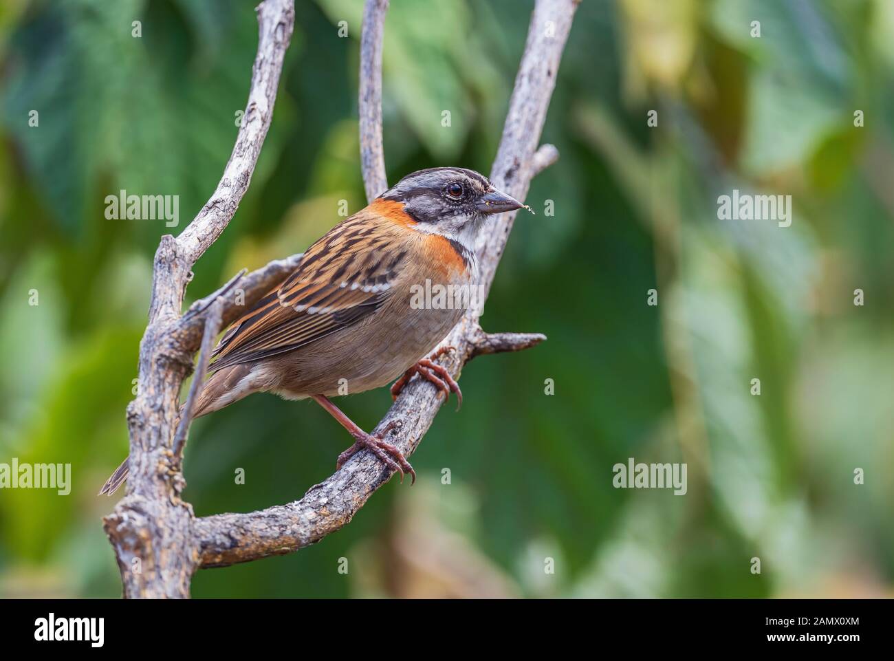 À col roux - Sparrow Zonotrichia capensis, commun Bruant des plaines de l'Amérique centrale et du Sud, l'Équateur. Banque D'Images