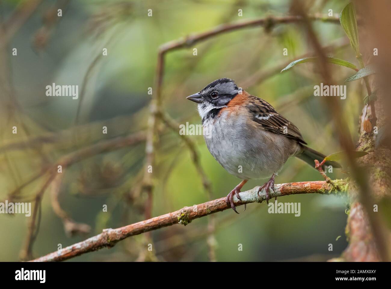 À col roux - Sparrow Zonotrichia capensis, commun Bruant des plaines de l'Amérique centrale et du Sud, l'Équateur. Banque D'Images