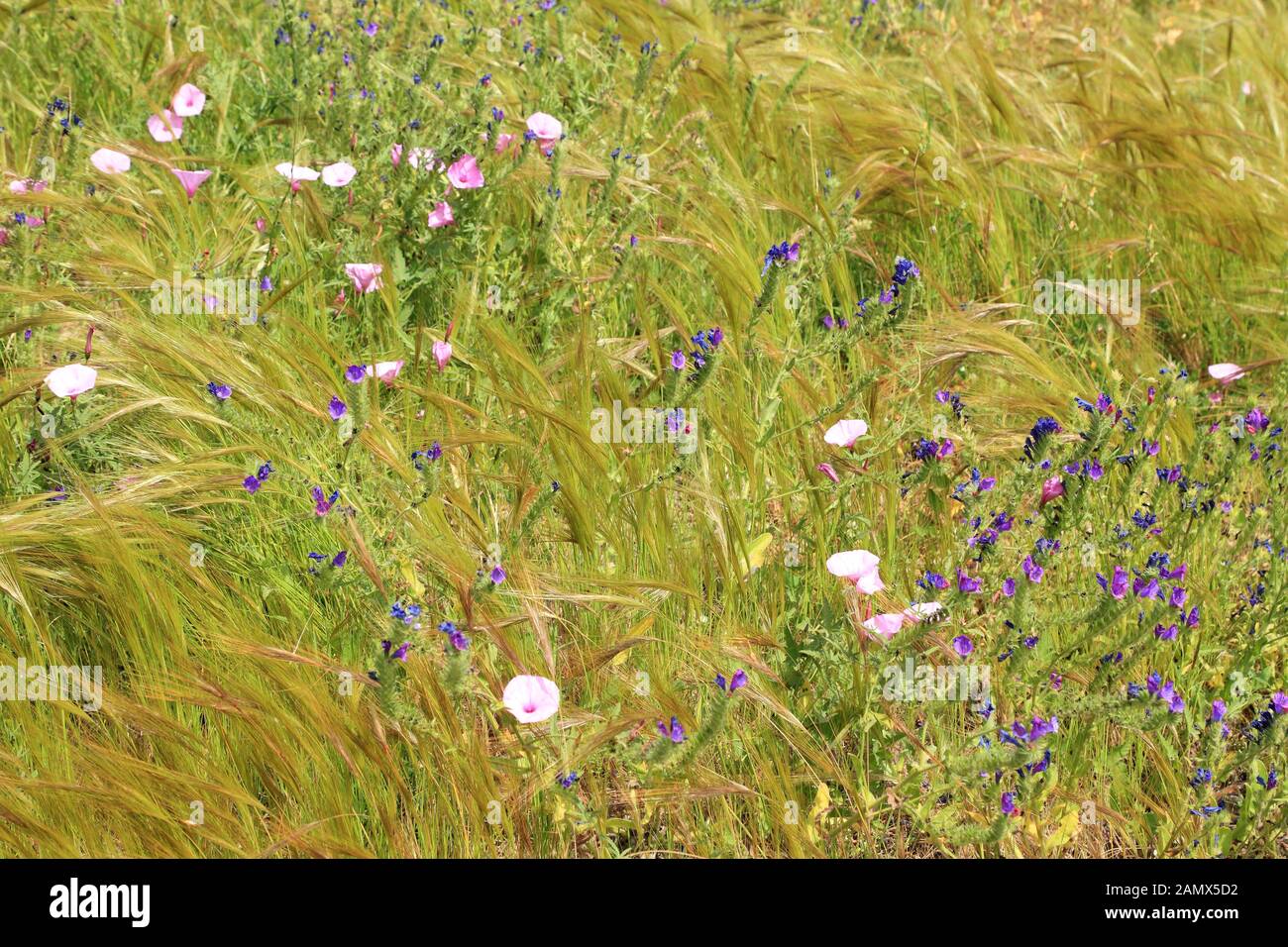 Pré de fleur sauvage, fond de champ d'herbe Banque D'Images