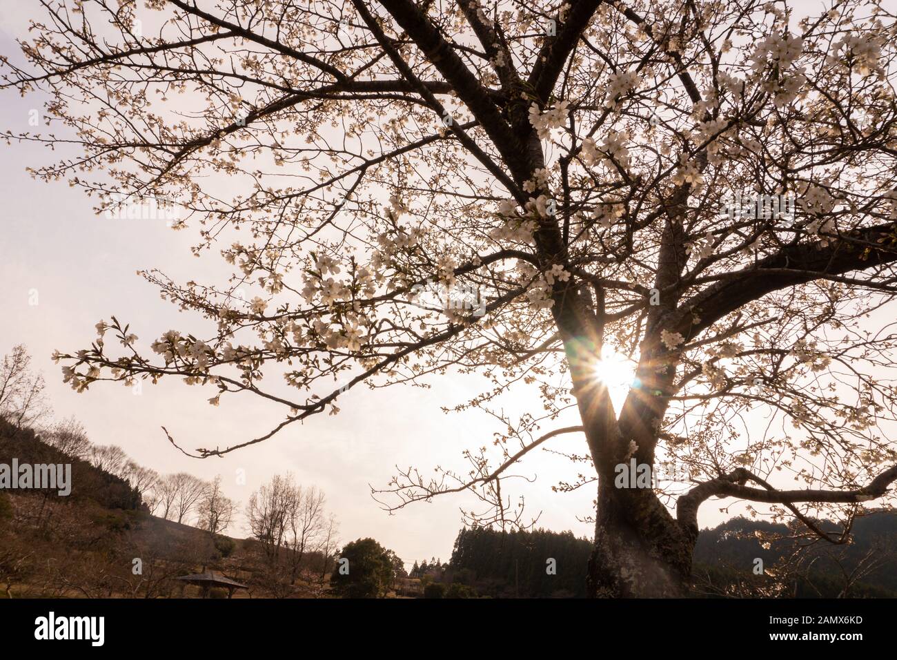 Starburst soleil à cherry blossom tree sur le sentier de Kumano Kodo Banque D'Images