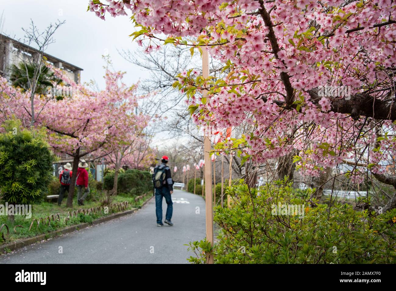 Début de floraison des cerisiers, également connu sous le nom de Sakura au Japon, le long de la rivière pittoresque Saho dans la préfecture de Nara avec les touristes appréciant les fleurs Banque D'Images