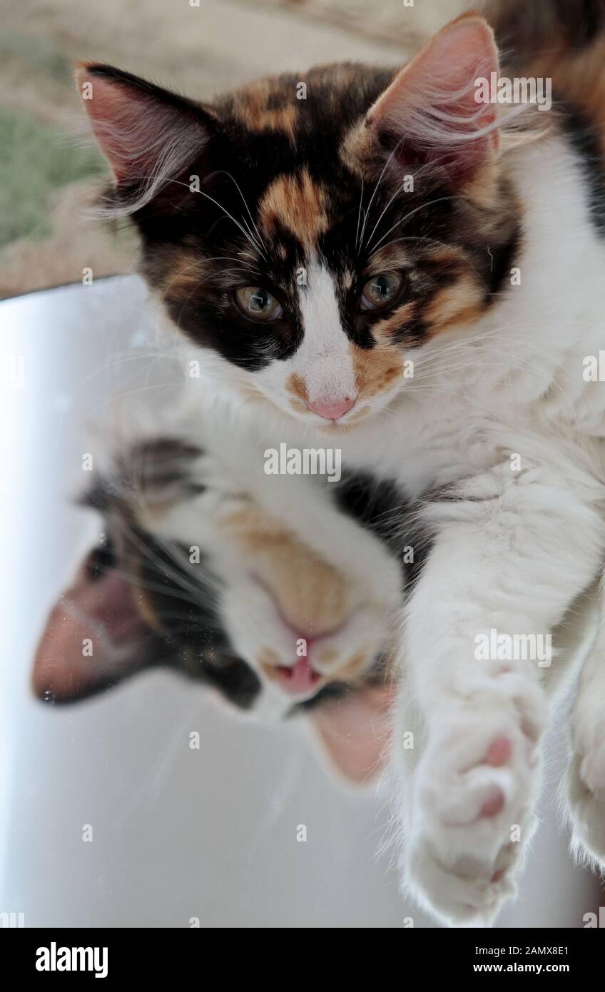 Un chatte de chat de forêt norvégienne tortoiseshell couché sur un miroir Banque D'Images