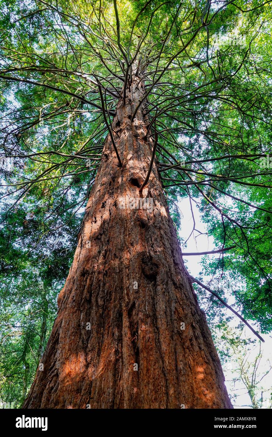 Séquoias géants dans une forêt subtropicale à Portmeirion, au nord du pays de Galles. Banque D'Images