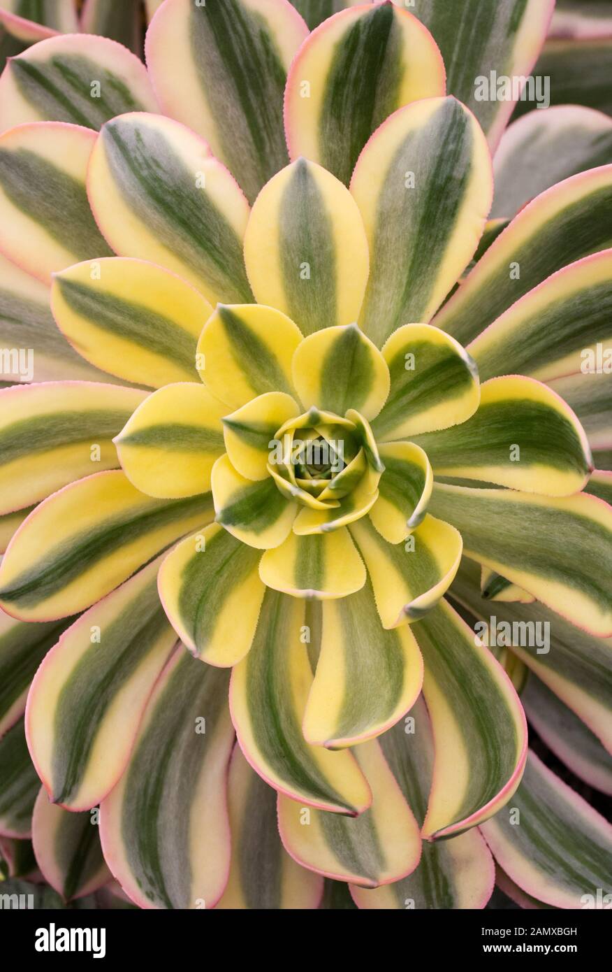Eonium 'Sunburst'. Banque D'Images