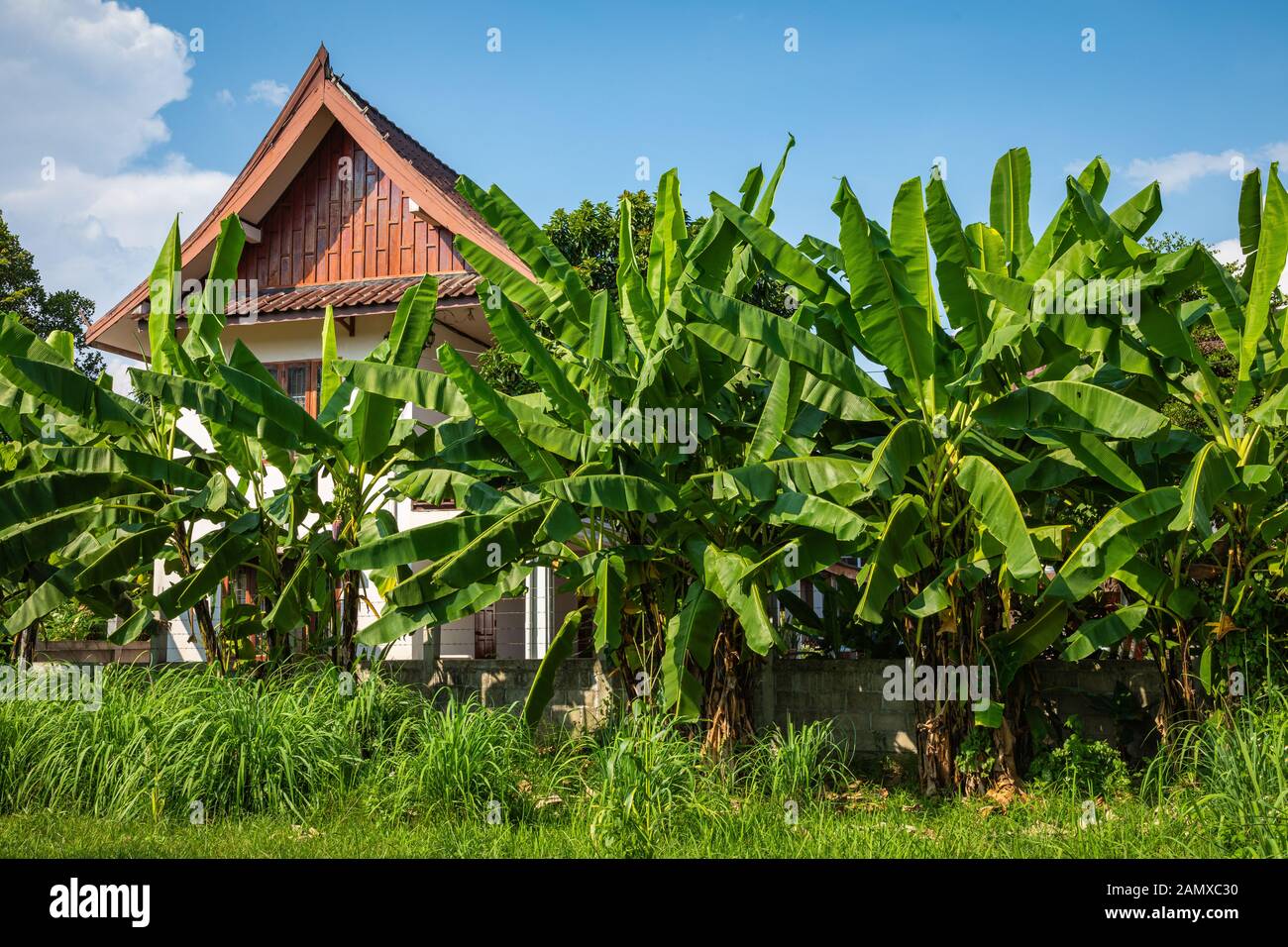 Village Tropical Vang Vieng, Laos. Palmiers verts. Banque D'Images