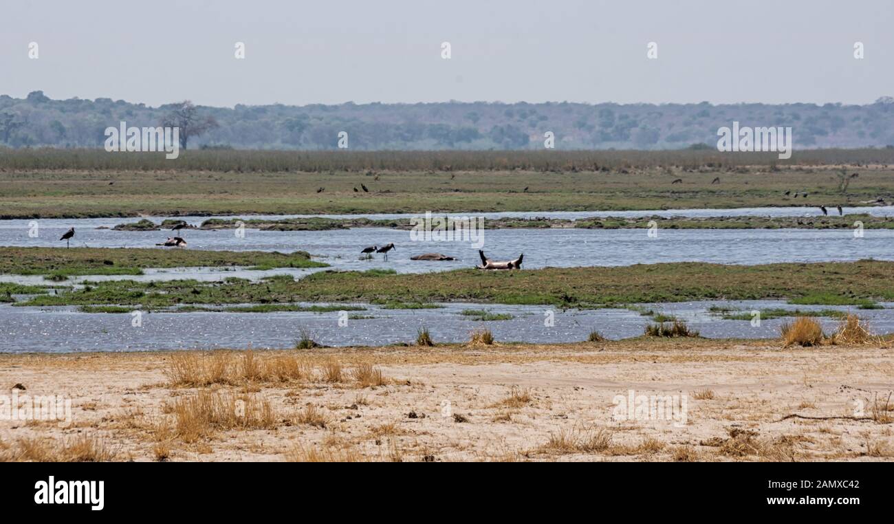 Les corps d'hippopotames qui ont été tués par la maladie du charbon flottent dans le Kavango River dans le parc national de Bwabwata, Namibie Banque D'Images