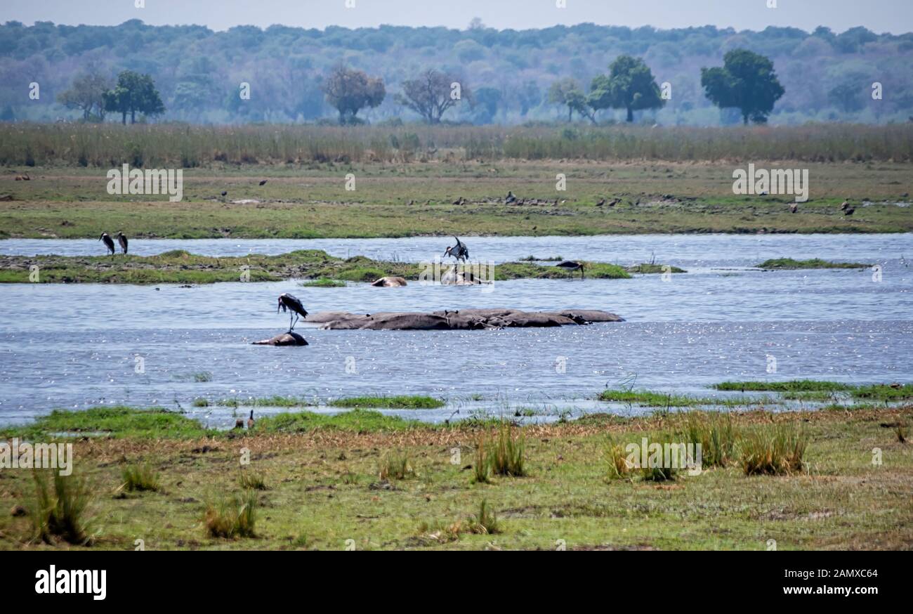 Les corps d'hippopotames qui ont été tués par la maladie du charbon flottent dans le Kavango River dans le parc national de Bwabwata, Namibie Banque D'Images