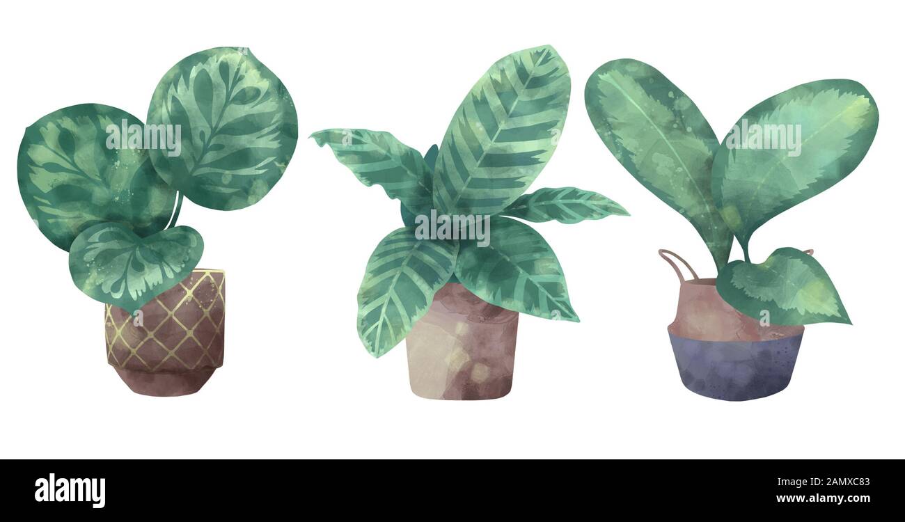 L'illustration de style aquarelle de différentes plantes exotiques 'Calathea' telles que Calathea 'Zebrina', 'Makoyana' et 'Roseopicta' en pots de fleurs, également CA Banque D'Images