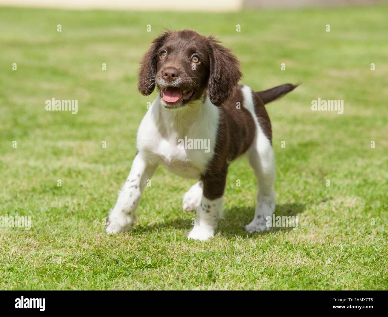 English springer spaniel puppy Banque D'Images