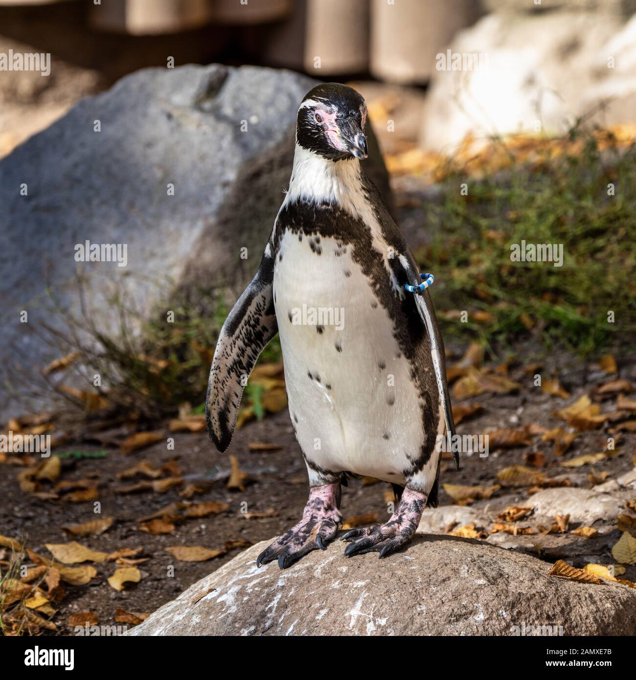 Le manchot de Humboldt, Spheniscus humboldti appelé aussi Pingouin péruvien, ou patranca est un pingouin d'Amérique du Sud qui se reproduit sur les côtes du Chili et du Pérou Banque D'Images