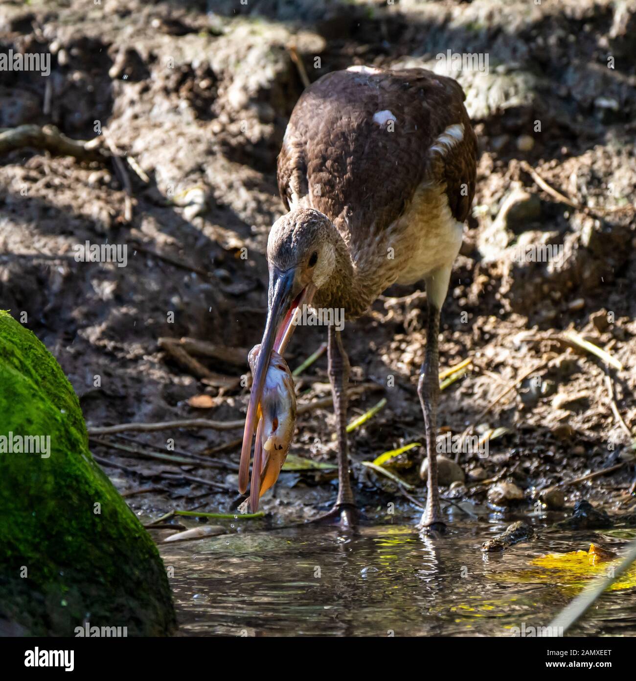 L'ibis falcinelle Plegadis falcinellus, est un oiseau échassier de la famille des Threskiornithidae ibis. Banque D'Images