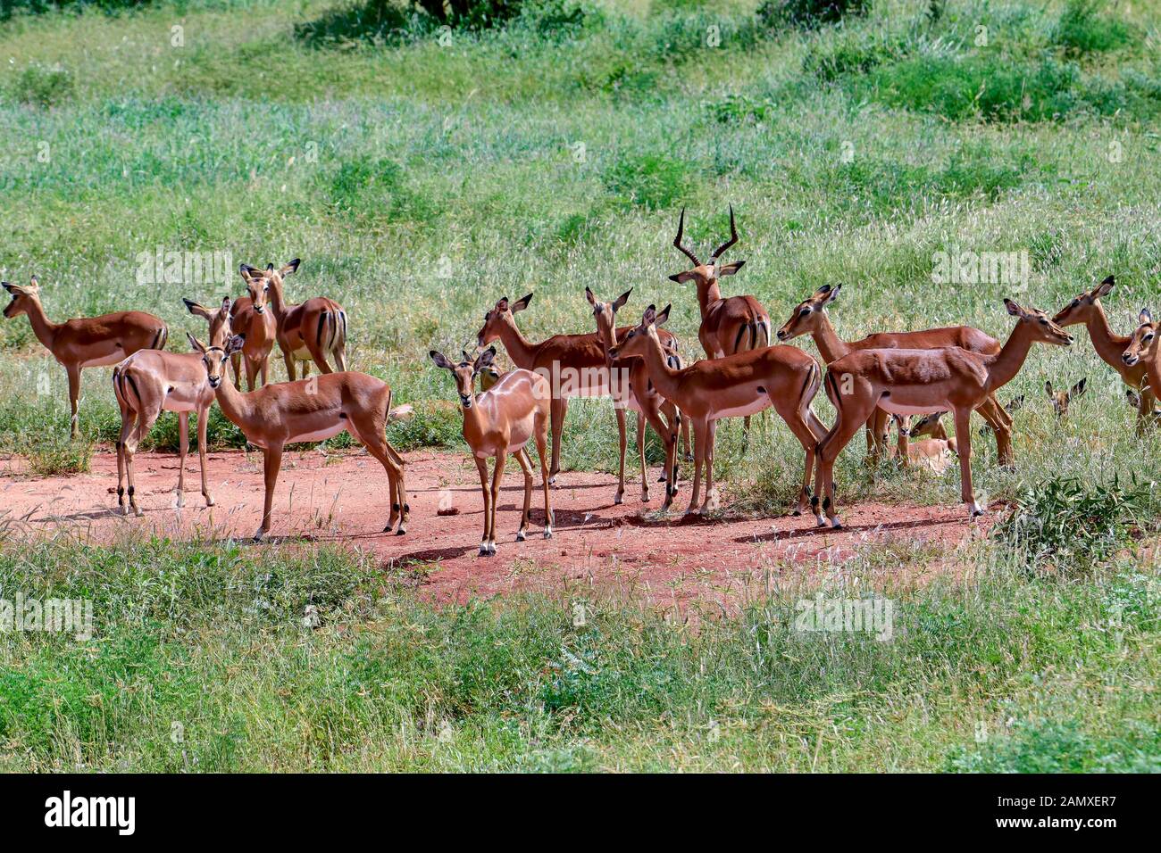 Antilopes dans le parc national de Tsavo Ouest, l'Est de Tsavo et Amboseli au Kenya Banque D'Images