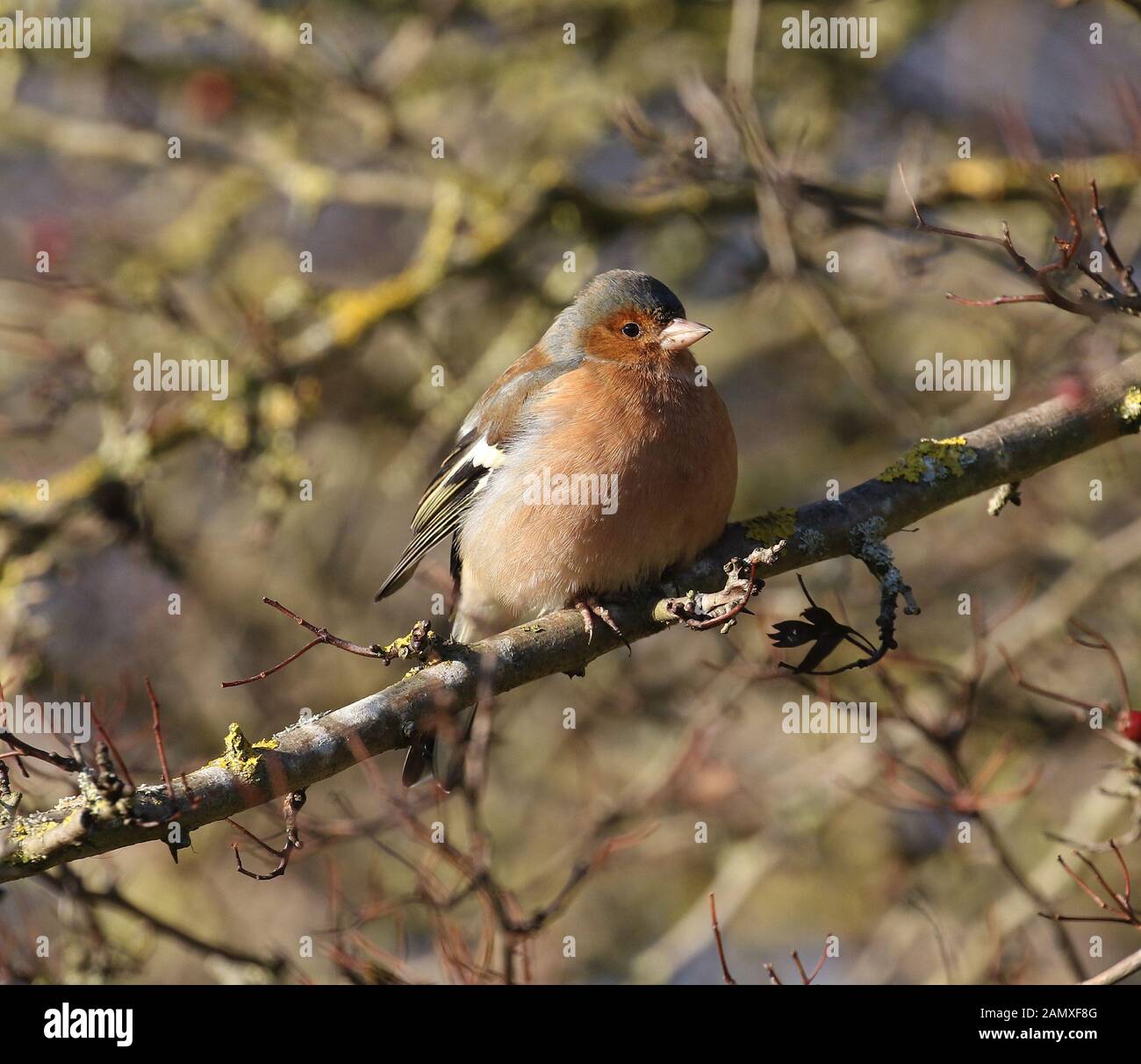 Chaffinch (Fringilla coelebs) Attenborough Nature Reserve, Dorset, UK Banque D'Images