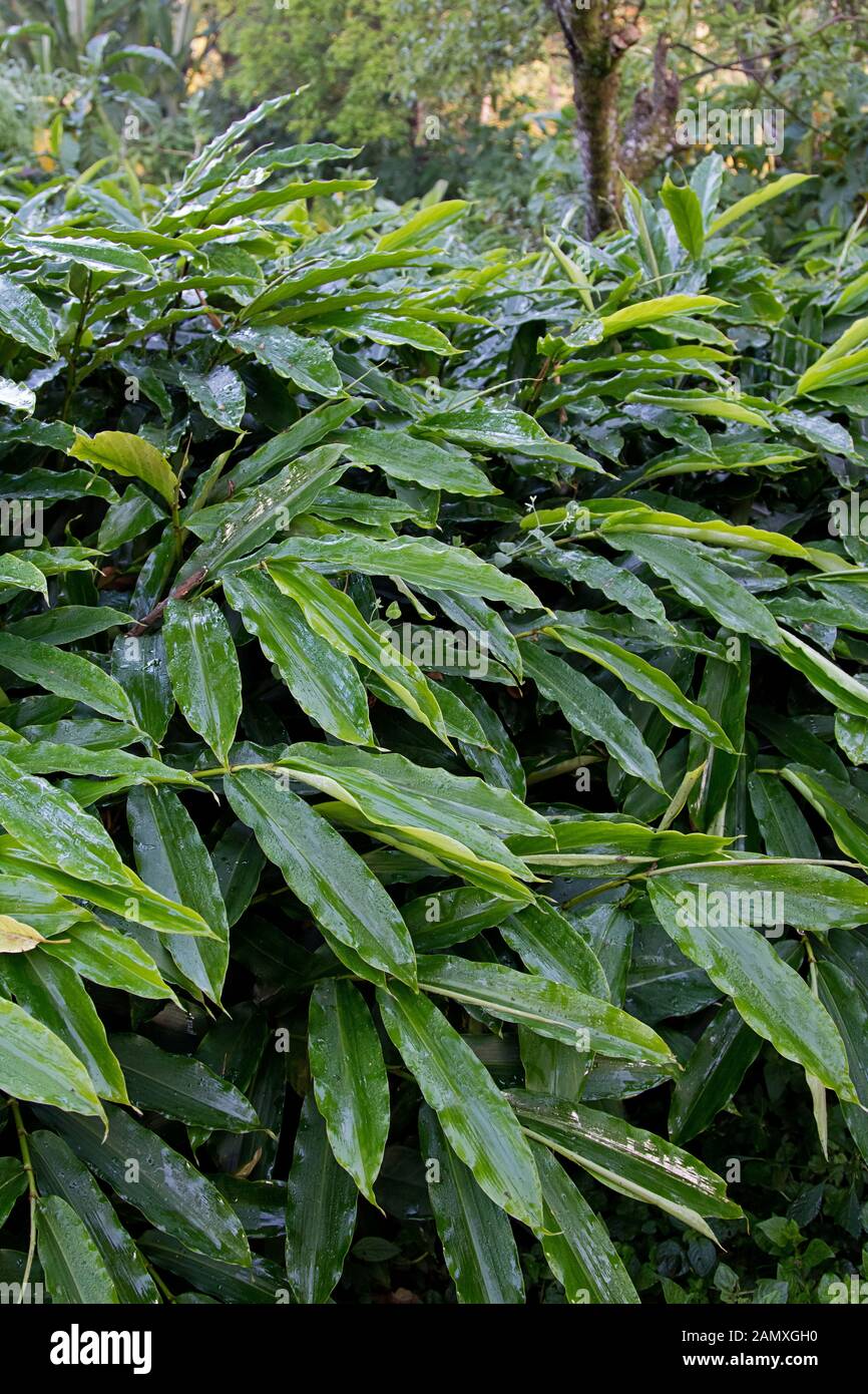Usine de cardamome éthiopienne dans la forêt tropicale Banque D'Images