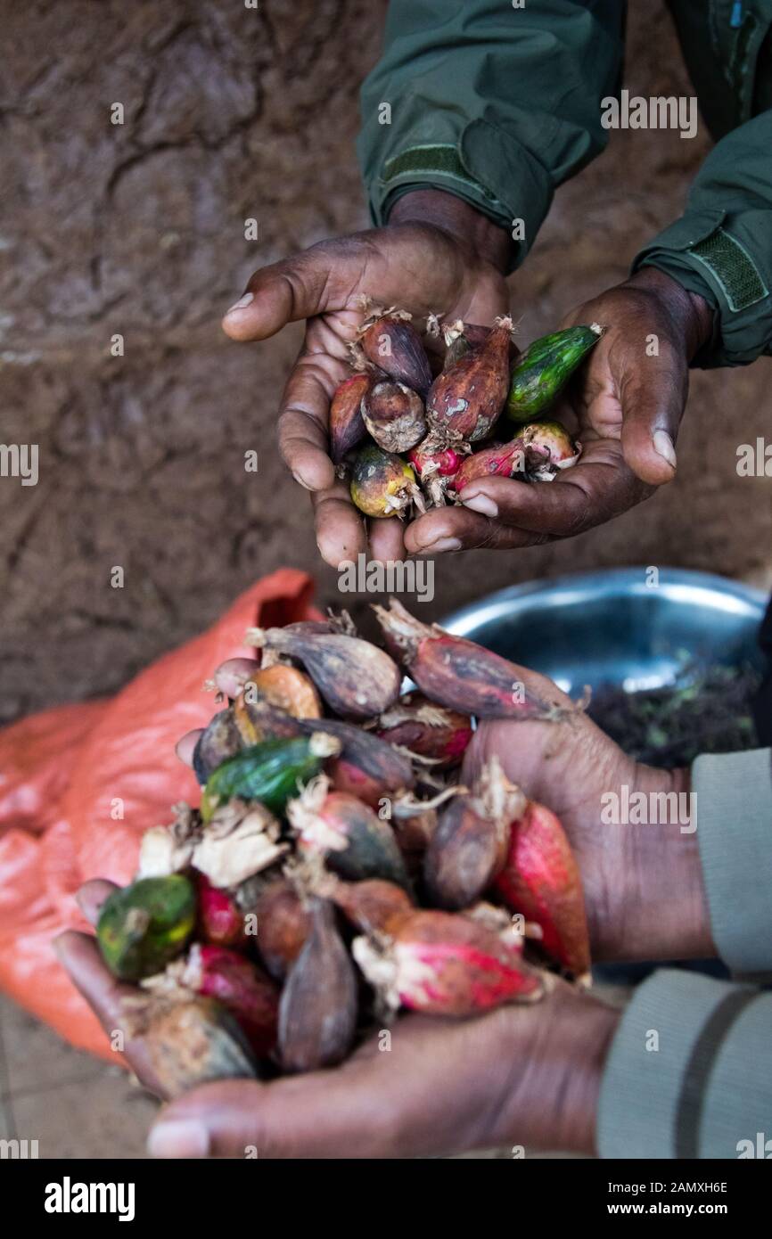 La cardamome, épices éthiopien éthiopien Banque D'Images