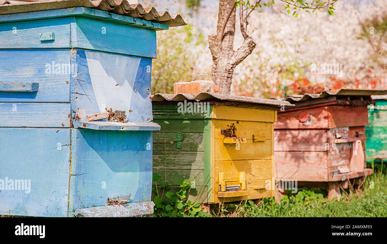 Abeilles sur une ancienne ruche en bois dans un jardin de la ferme. Le rucher, swarm, abrité du vent et avec une bonne exposition au soleil. Banque D'Images