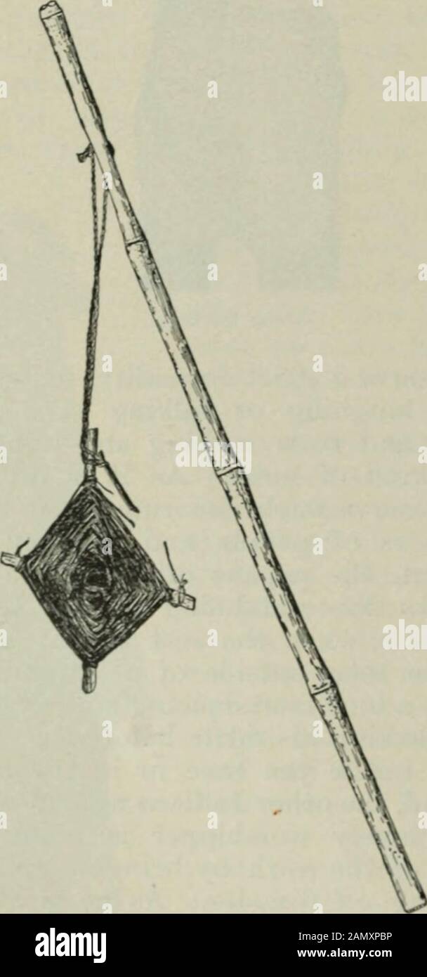 Le magazine de Scribner . et sa danse peut aller toute la nuit. Les Indiens m'ont dit que le culte était le plus dur, épuisant même pour un Indien. Dans ces chansons et danses, ils invoquent la théaide des animaux sauvages. Les oiseaux, qui chantent au printemps, chantent pour la pluie; les criquets, les tortues, les poissons, les thégrenouilles, tous aident à faire la pluie, et tous les 442 DANSES TARAHUMARI ET la danse DU CULTE DES PLANTES. Le cerf de la saison de jumelage leur a enseigné de danser leur grande danse, Yumaree; et la dinde sauvage taughtits leur autre grande danse, Rutu-buree. Environ trois heures le matin, constatant que le dan Banque D'Images