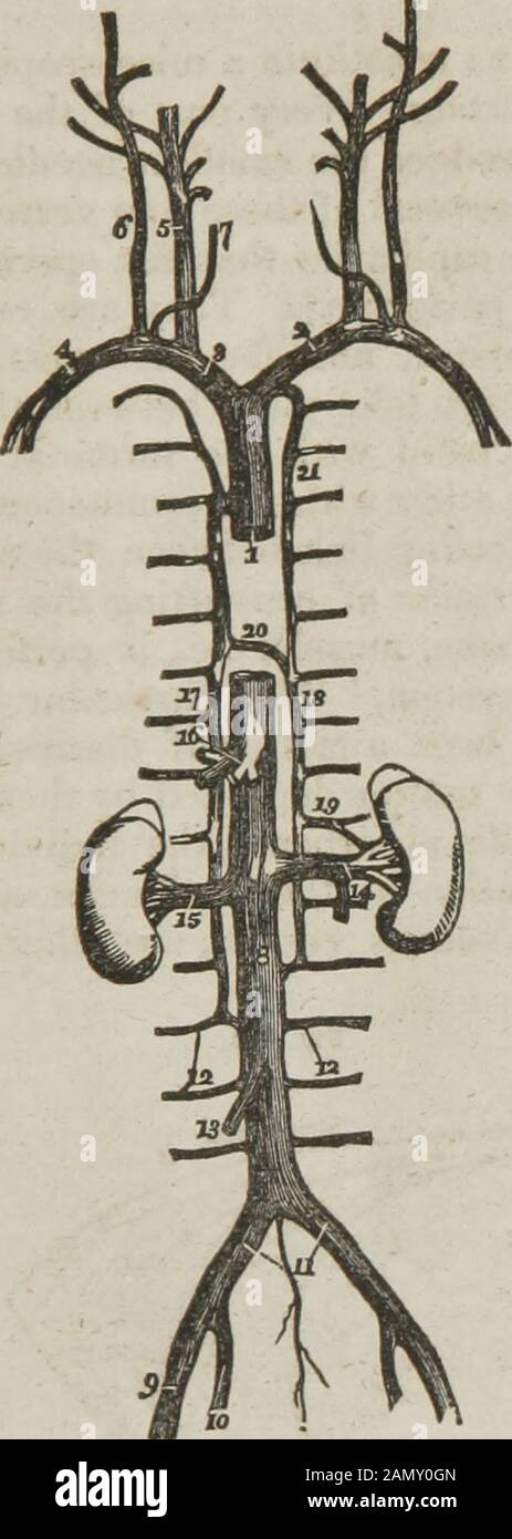 Anatomie et physiologie : conçu pour les académies et les familles . veine du pied. 9, l'arche des veines sur le métatarsalone. 10, une branche du talon. I. Branches sur la semelle du pied. Fig. 160. Les artères et les veines satées profondes au dos de la jambe. 1, La poplitealvein. 2, l'artère poplitée. 8, 4, une veine et une artère dans leurs positions relatives au dos de l'articulation du genou. 5. La veine poplitée sur le côté intérieur de l'articulation. 6,L'artériv poplité -sans ami sous lui. 7, l'extrémité de la minorveine saphène. 8,9, vaisseaux articulaires internes aux artères et aux veines. 10 Banque D'Images