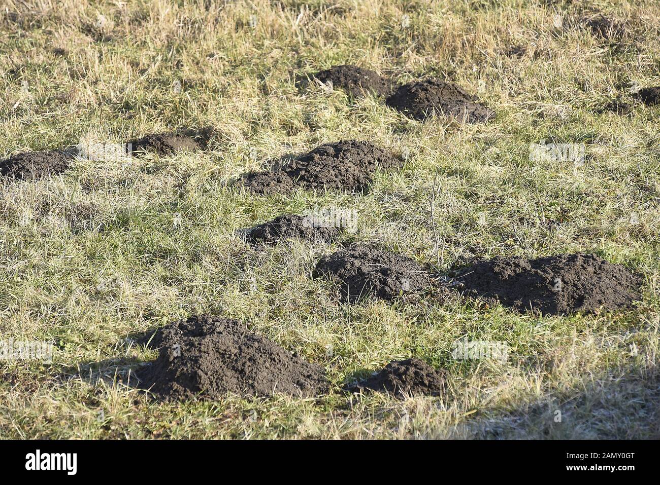 Des Molehills de mole européenne sont vus à Karvina, République tchèque, le 15 janvier 2020. (CTK photo/Drahoslav Ramik) Banque D'Images