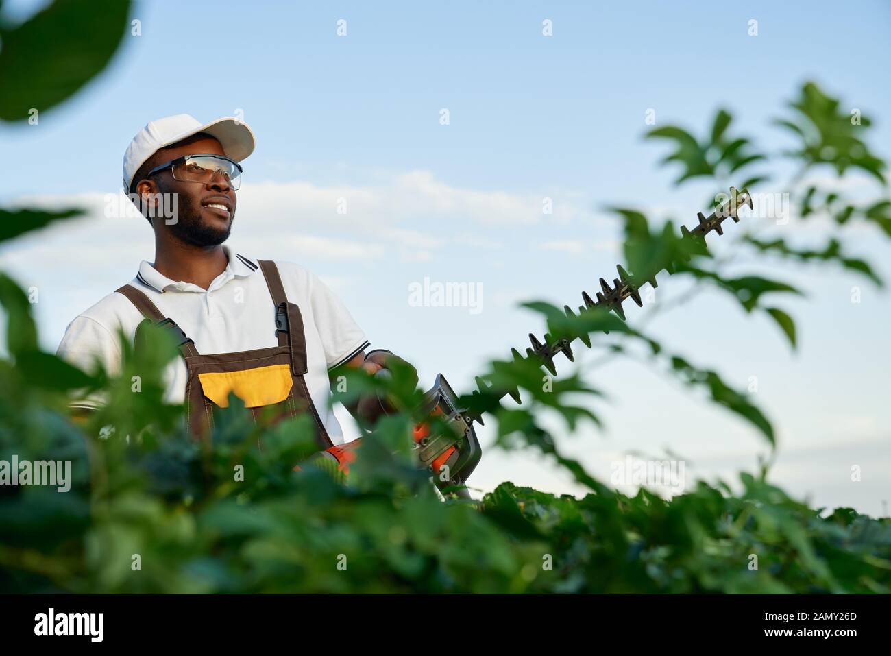 Smiling african jardinier dans l'ensemble de travail et des lunettes de parage envahis par les buissons verts au cours de l'été. Heureux l'homme en uniforme et white hat en utilisant les outils de jardinage au travail. Banque D'Images