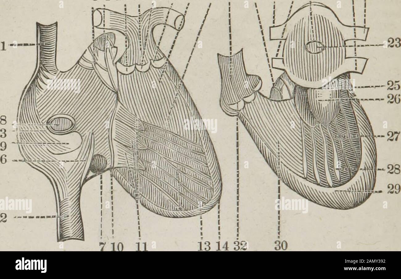 Le guide du dissecteur, ou compagnon de l'étudiant : illustré par de nombreuses coupures de bois, exposant et expliquant clairement la dissection de chaque partie du corps humain . 1. L'auricule droite du cœur. 2. La portion auriculaire. 3. La veine cave supérieure, se terminant dans cette cavité. 4. La veine cave inférieure, entrant également dans l'auricule droite. 5. Ventricule droit. 6. L'artère pulmonaire. 7. L'artère pulmonaire gauche ; la droite passe derrière l'aorte ascendante. 8. Le ventricule gauche, formant l'apex du cœur. 9. L'aorte, provenant du ventricule gauche. Le cœur peut maintenant être retiré, un Banque D'Images