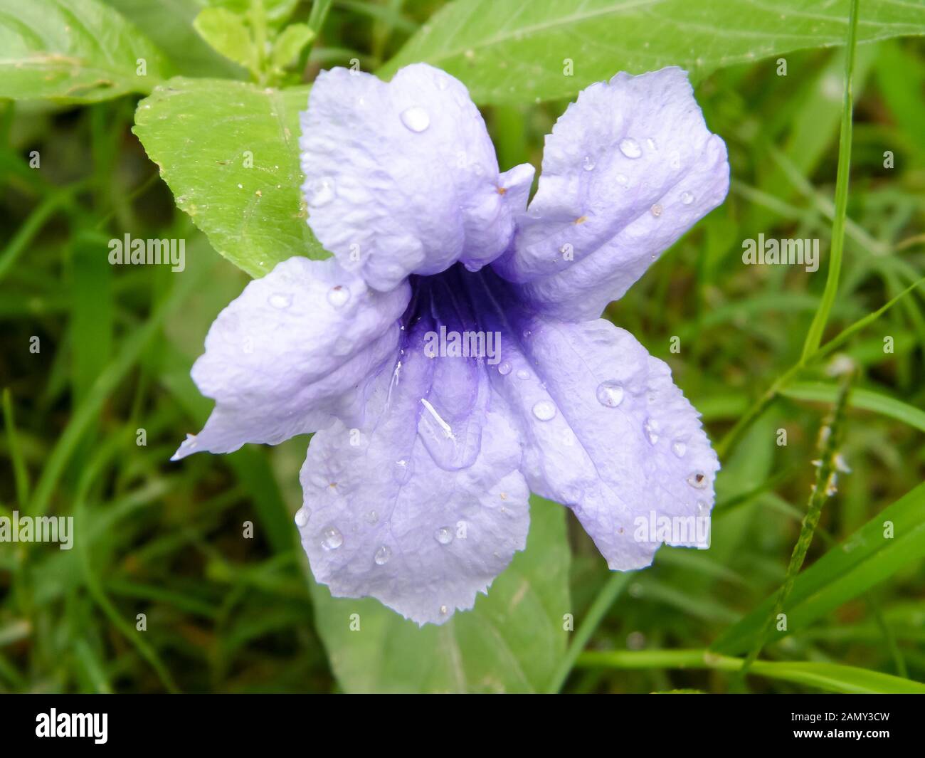 Une belle goutte d'eau bulle sur fleur de Datura(trompettes du diable -  Vespertine plantes à fleurs). Close up. Fleur violette. Macro. Beauté dans  la nature Photo Stock - Alamy