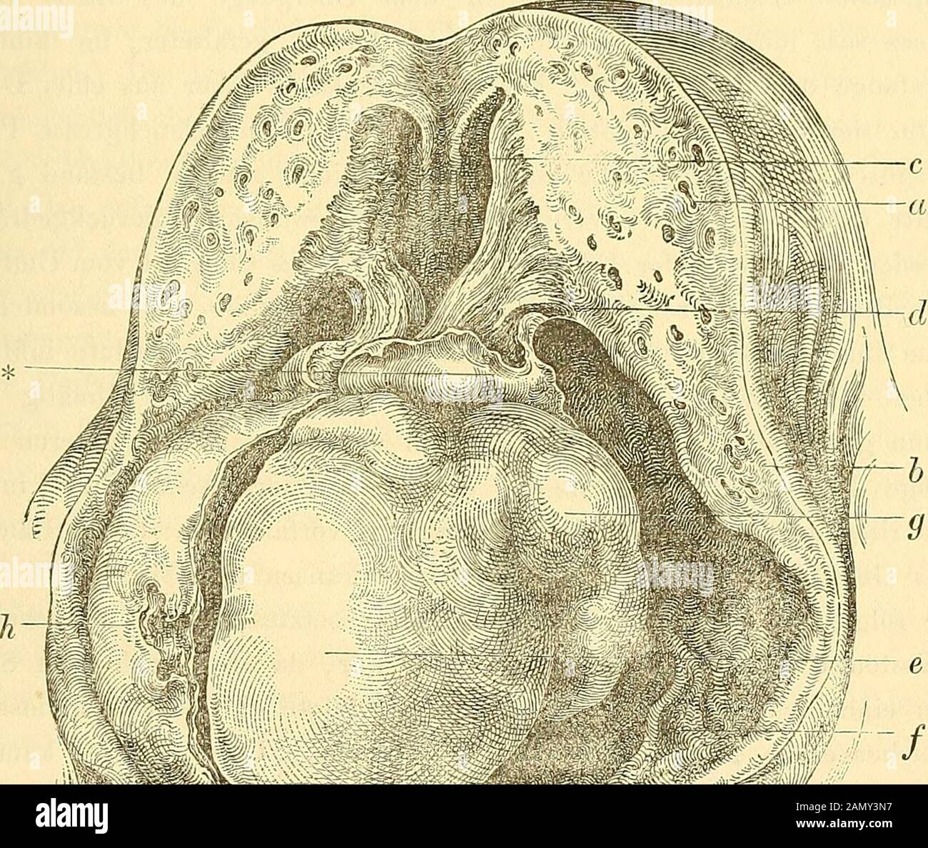Muttermund anatomie