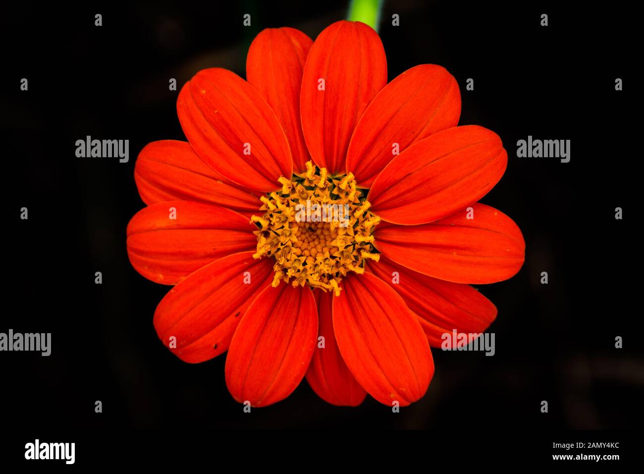 Orange Gerbera fleur avec fond noir Banque D'Images