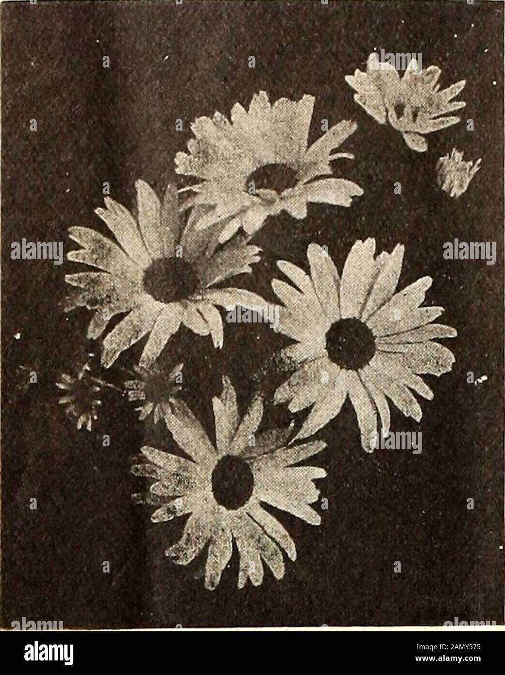 Catalogue de semences de légumes et de fleurs : gratuit pour tous . J^=Un paquet chaque Columbine Double Mixed, Japanese Morning Glory, et Coreopsis Golden Wave pour 15 c&lt;=!g2 56 JAMES J. H. GREGORY & FILS CATALOGUE DE DÉTAIL.. N° 1*4 136127 129130131 132 Shasta Daisy. Shasta Daisy. (P.) (Voir coupe.) Prix par paquet. C'est l'une des créations de M. Luther Burbank. Il est parfaitement dur, grognant, et fleurit plus abondamment chaque saison. Les fleurs sont très grandes, sans objet ou plus en circonférence, poussant sur de longues tiges, avec deux rangées de pétales larges et pureblancs et un centre jaune. Par paquet, 15 cts. Roo Banque D'Images