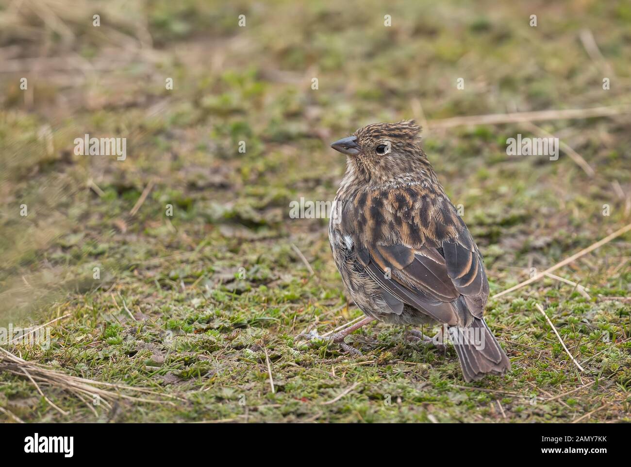 Sierra plombé-finch - Geospizopsis unicolor, petit oiseau percheur timide des Andes, Antisana, de l'Équateur. Banque D'Images