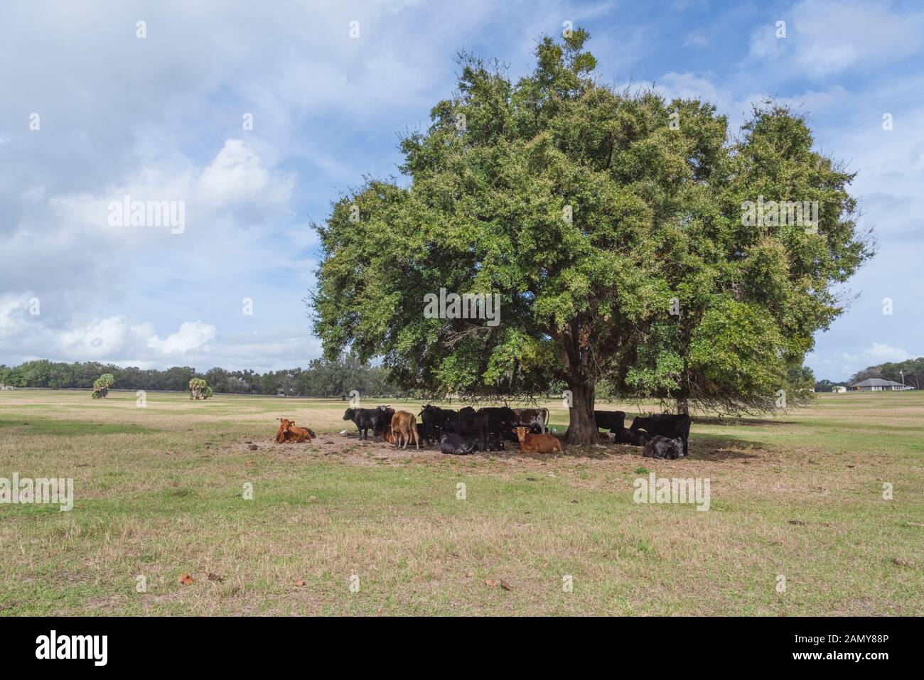 Bénéficiant d'un bétail shade tree en Floride, USA Banque D'Images