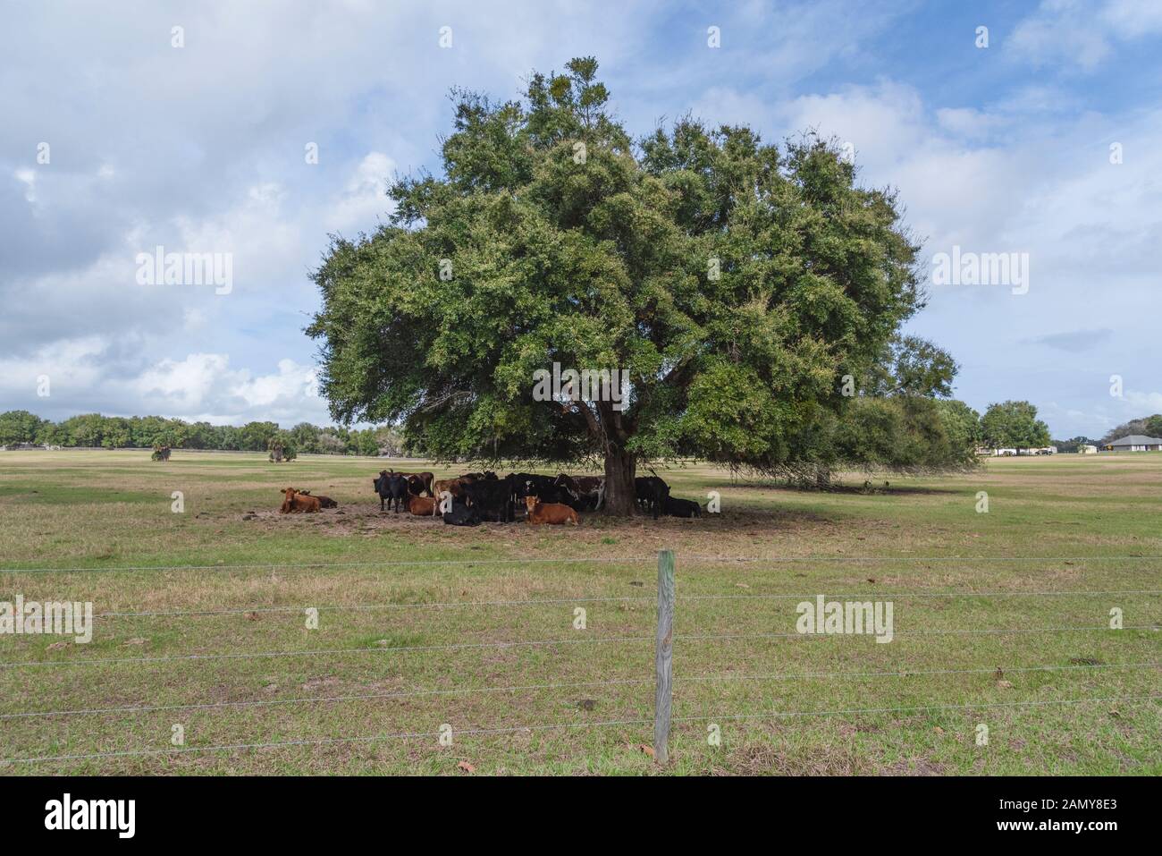 Bénéficiant d'un bétail shade tree en Floride, USA Banque D'Images